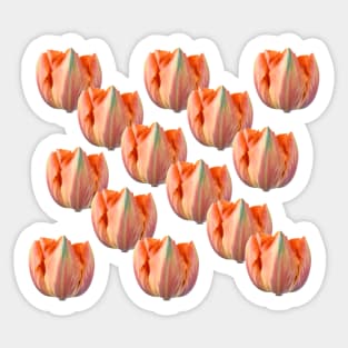Tulipa 'Orange Princess' AGM Double Late Tulip Sticker